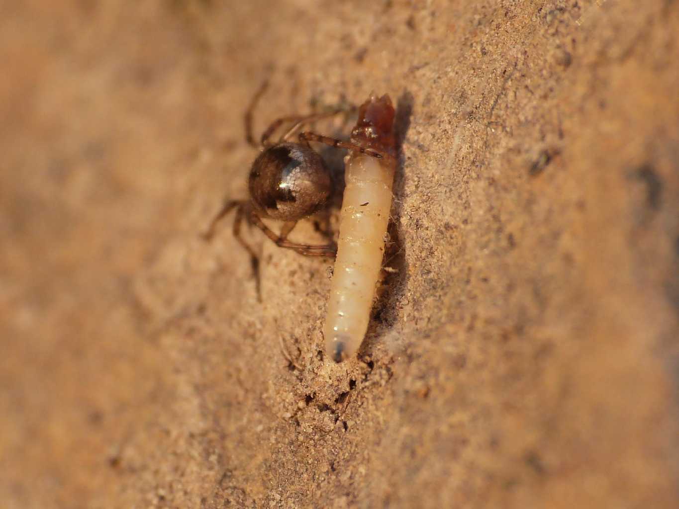 Piccola larva di dittero predata